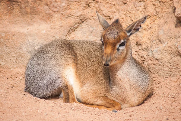 Mini antilope Dik-Dik — Stock Photo, Image
