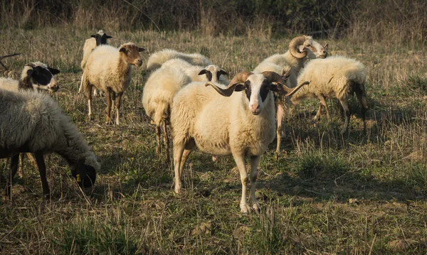 Stado owiec na łące — Zdjęcie stockowe