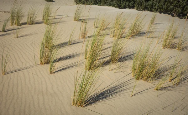 꽃과 식물 모래에 — 스톡 사진