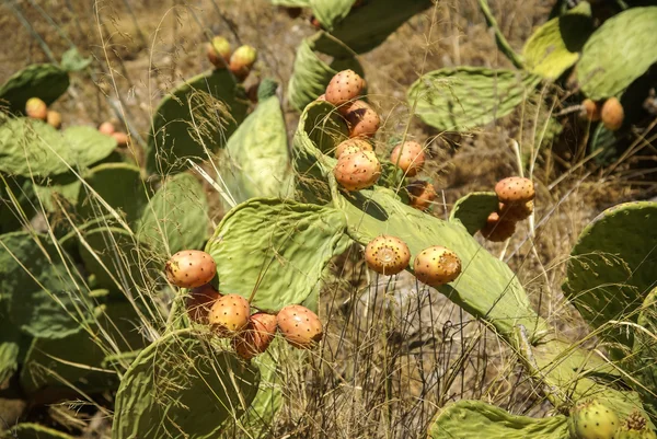 Frutos do cacto em Moclin — Fotografia de Stock