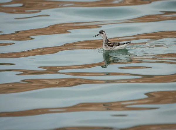 Oiseau dans le lac Marmara — Photo