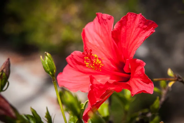 赤いハイビスカスの花 — ストック写真