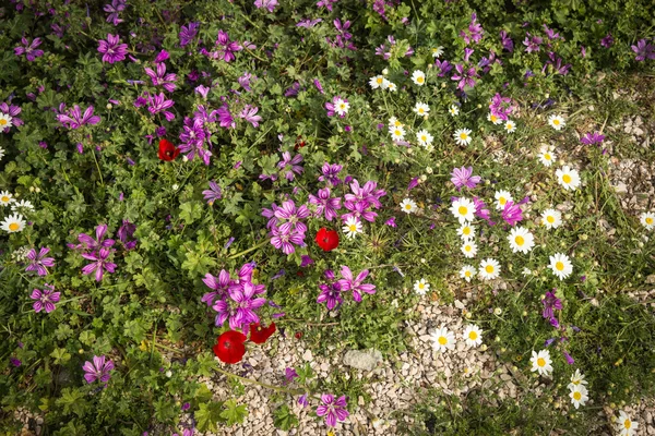 Jarní květiny na poli — Stock fotografie