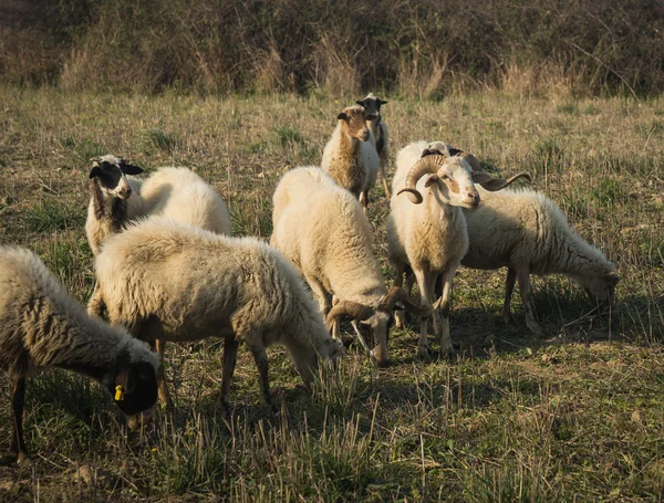 Gregge di pecore nel prato — Foto Stock