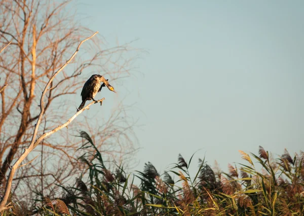 Kormoran sitzt auf dem Baum — Stockfoto