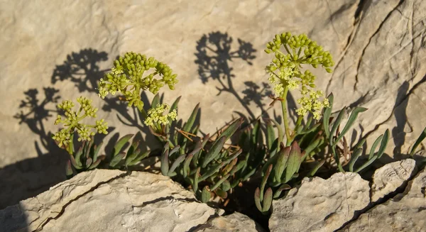 Fleurs et pierres, gros plan — Photo