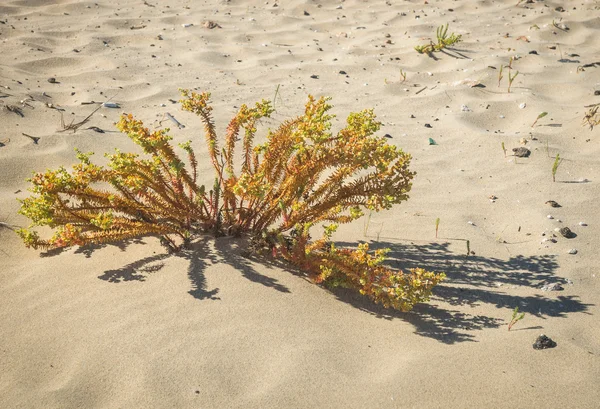 Fleurs et plantes sur le sable — Photo