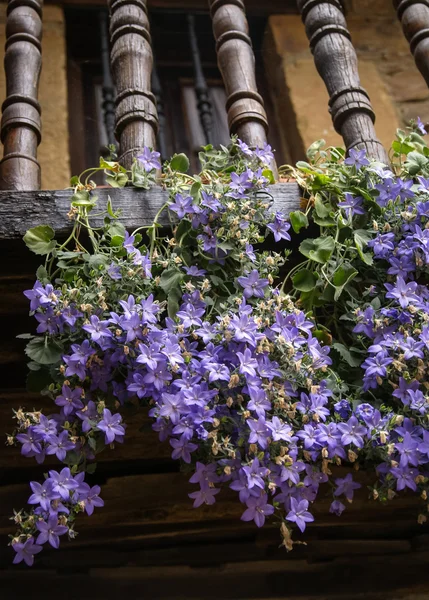 Flores violetas en el balcón — Foto de Stock
