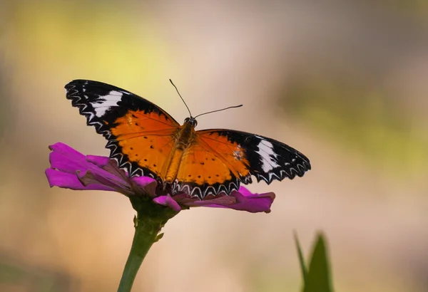 Beautiful butterfly on a flower — Stock Photo, Image