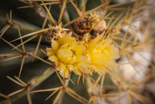 Fiori di cactus giallo — Foto Stock
