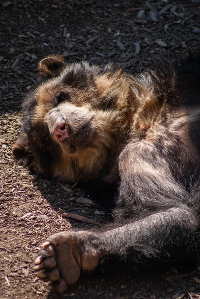 BIg orso addormentato — Foto Stock