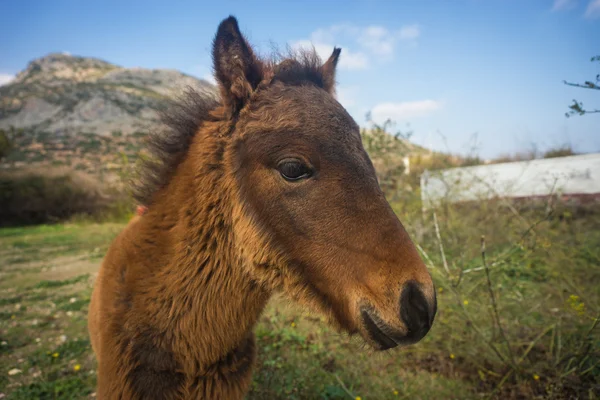 Cavallo di sciria — Foto Stock