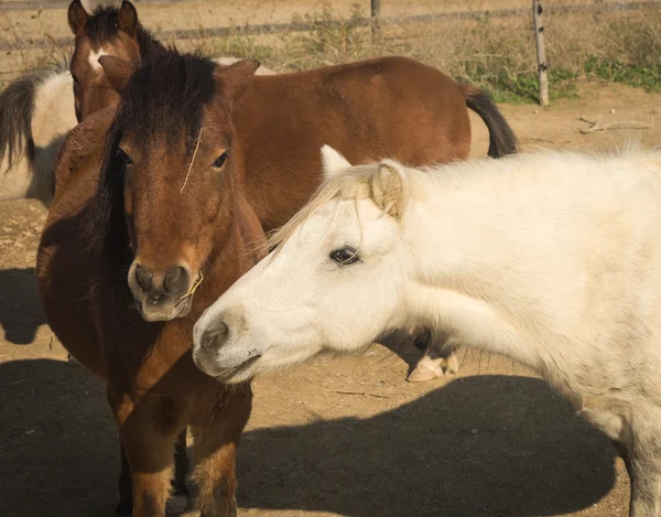 Skirian horse — Stock Photo, Image