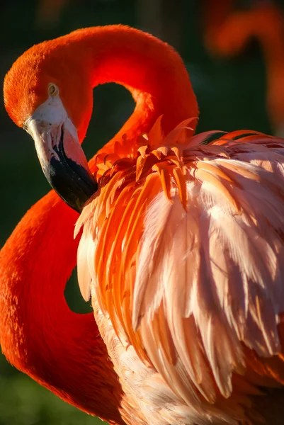 Bright pink flamingo — Stock Photo, Image