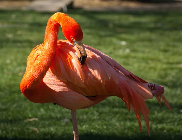 Ljusa rosa flamingo — Stockfoto