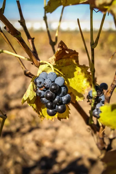 Виноград в estepas де belchite — стокове фото
