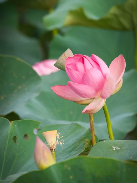 Flor de loto en el delta del Volga —  Fotos de Stock