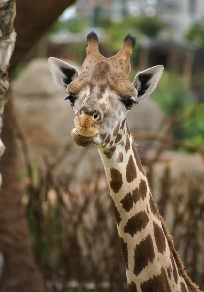 Portrait of cute giraffe