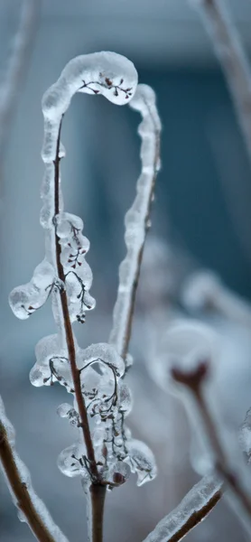 Ramos gelados de árvore no parque de inverno — Fotografia de Stock