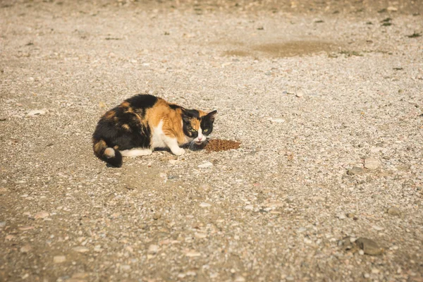 Gato comedor tricolor — Fotografia de Stock