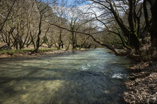 Bosque de primavera y el río — Foto de Stock