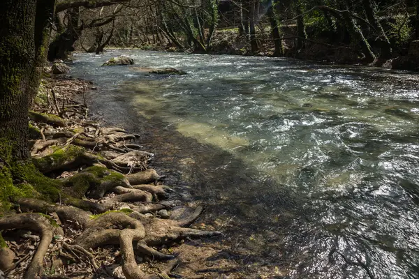 Floresta de primavera e o rio — Fotografia de Stock