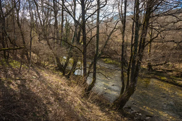 Floresta de primavera e o rio — Fotografia de Stock