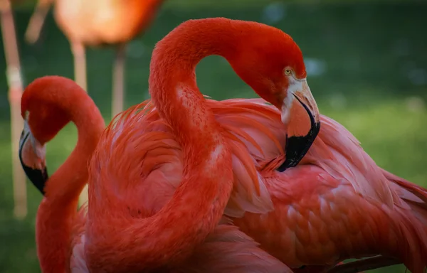 Ярко-розовый фламинго — стоковое фото