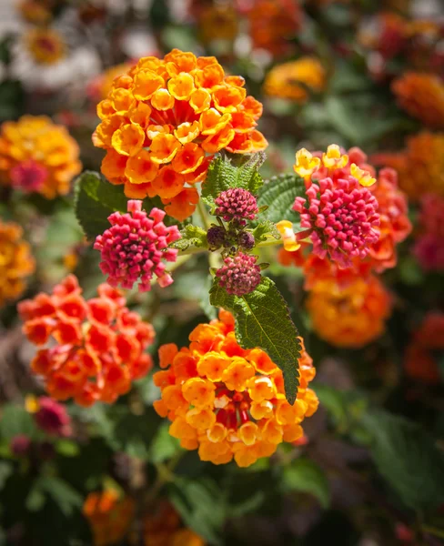 Belles fleurs de lantana — Photo