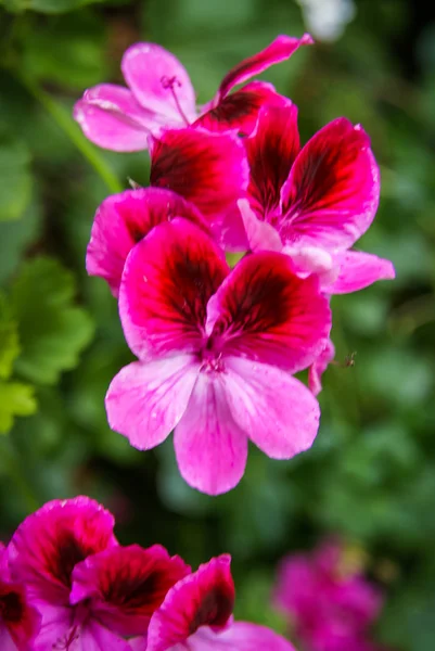 Belles fleurs roses — Photo