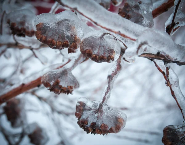 Ramos gelados de árvore no parque de inverno — Fotografia de Stock