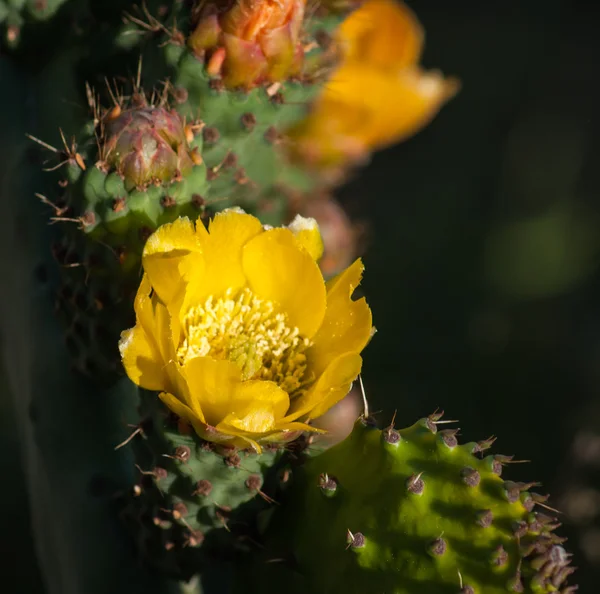 Sarı kaktüs çiçek — Stok fotoğraf