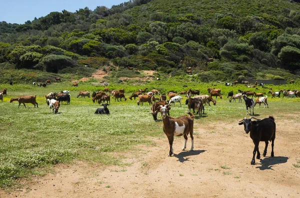 Cabras pastando no prado — Fotografia de Stock