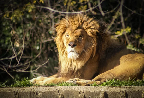 Leão grande relaxando ao sol — Fotografia de Stock