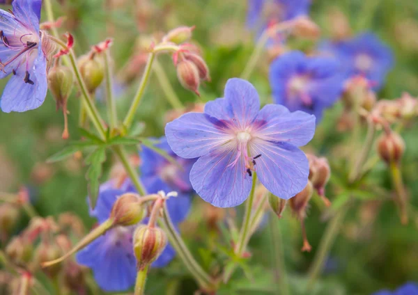 Late summer flowers — Stock Photo, Image