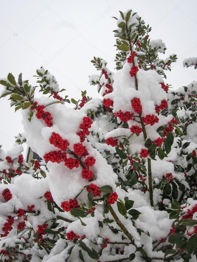 Winter berries in Puebla de Sanabria