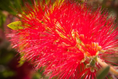 Güzel kırmızı callistemon çiçek