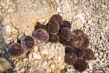 Deniz kestanesi Brac Adası Plajı