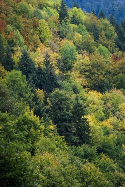 Güzel sonbahar ormanı
