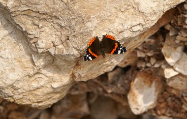 Kaya güzel kelebeği