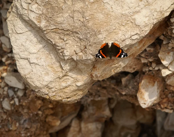 Hermosa mariposa en la roca — Foto de Stock