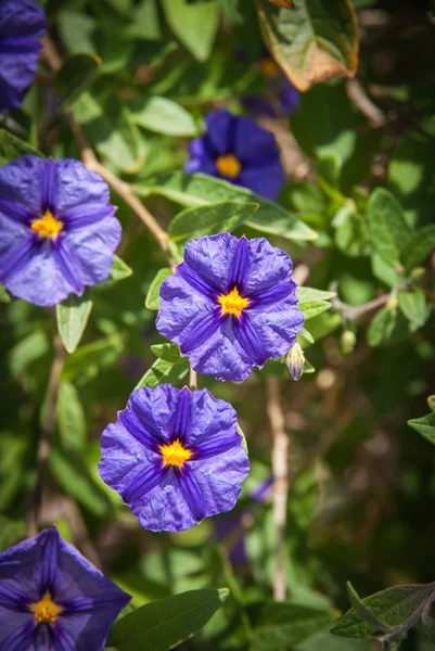 아름다운 여름 꽃들 — 스톡 사진