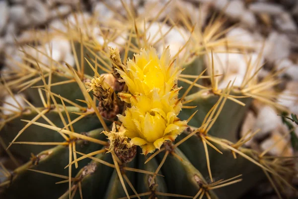 Fiori di cactus giallo — Foto Stock