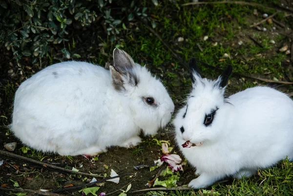 White fluffy rabbits — Stock Photo, Image