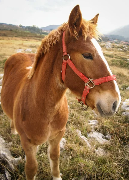 Cavallo sulla natura a Guadamia — Foto Stock