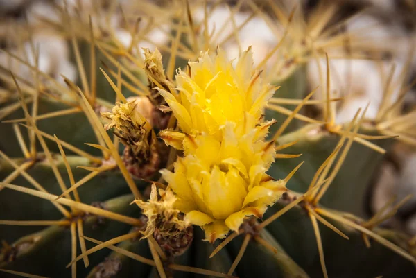 Fiori di cactus giallo — Foto Stock