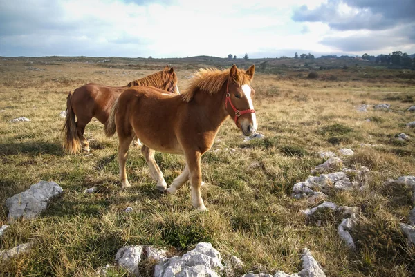 Cavalli sulla natura a Guadamia — Foto Stock