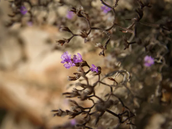 Flowers and stones, close-up — Stock Photo, Image