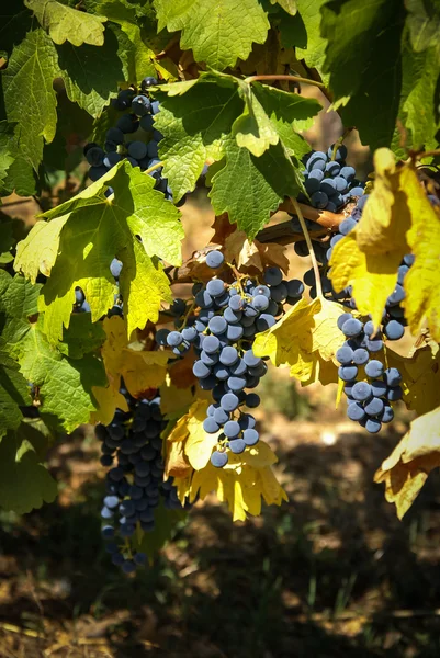 Стиглий букет винограду — стокове фото