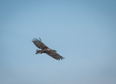 Gökyüzünde uçan kartal